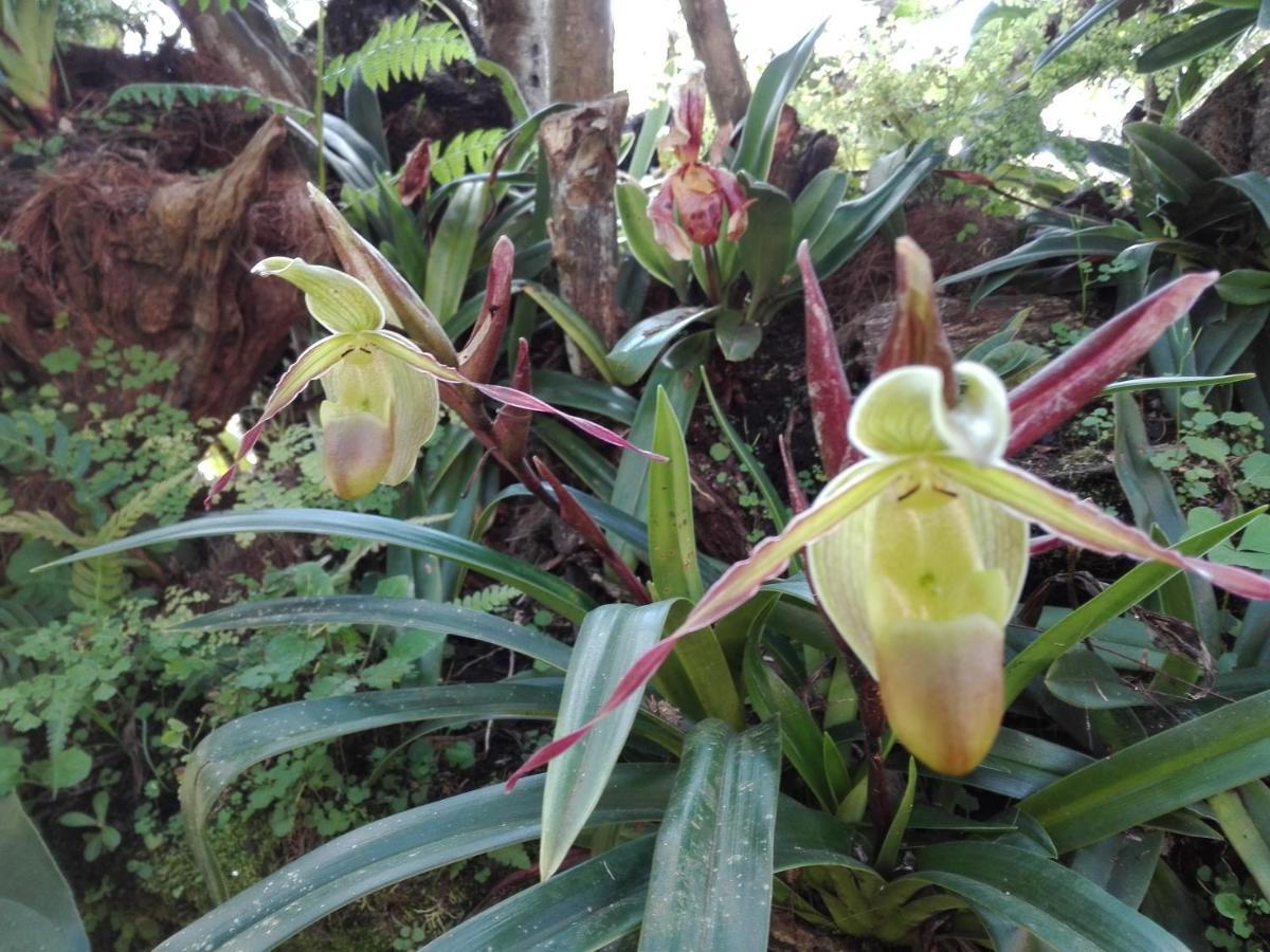 Mi Jardin Encantado Villa ภายนอก รูปภาพ