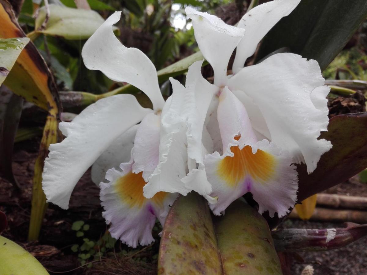 Mi Jardin Encantado Villa ภายนอก รูปภาพ