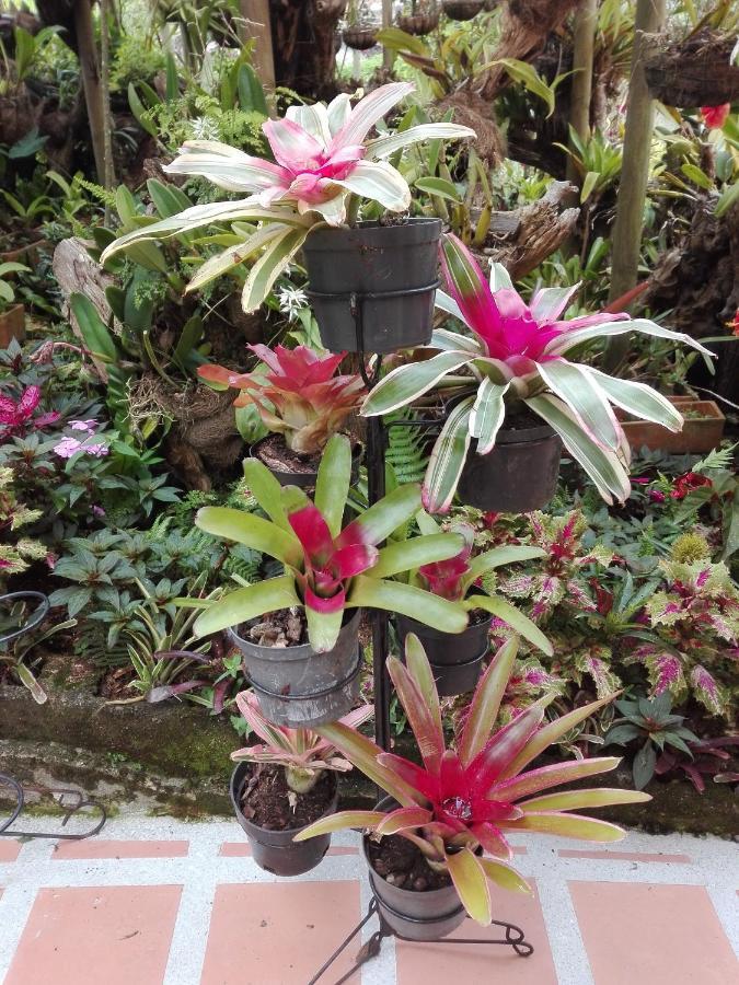 Mi Jardin Encantado Villa ภายนอก รูปภาพ