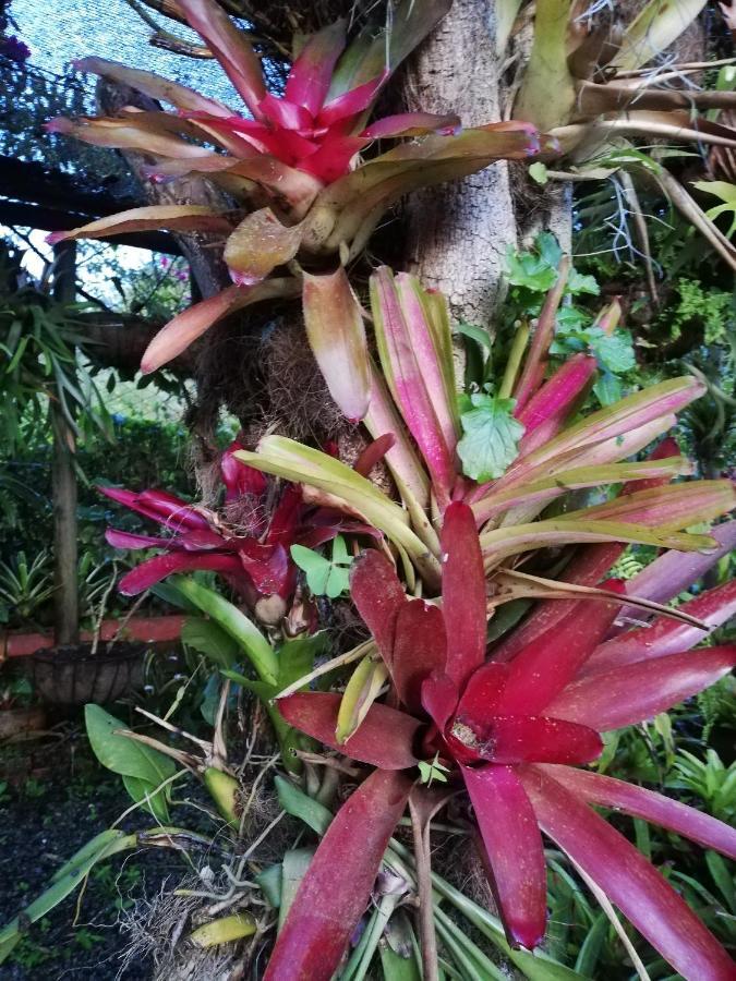 Mi Jardin Encantado Villa ภายนอก รูปภาพ